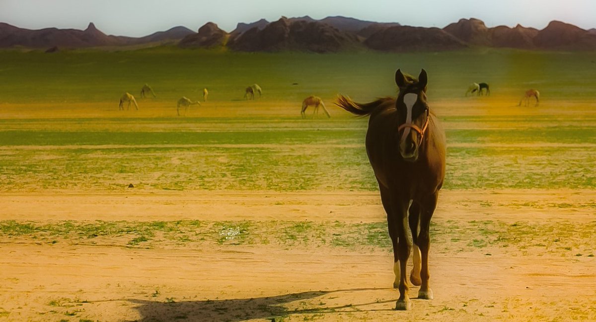 Ahmed_AL_fahad's tweet image. #صباح_الخير
"بينما أنت غارق في قلقك، يدبر الله لك أمرك كله."
#تصويري📸
#الشملي