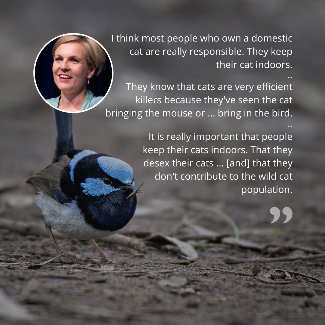 ISCAustralia's tweet photo. Some promising words of support for pet cat containment from Australia's Environment Minister @tanya_plibersek 🏡

A little under a third of Australian households contain their pet cats. https://t.co/jBjf9JU9yj