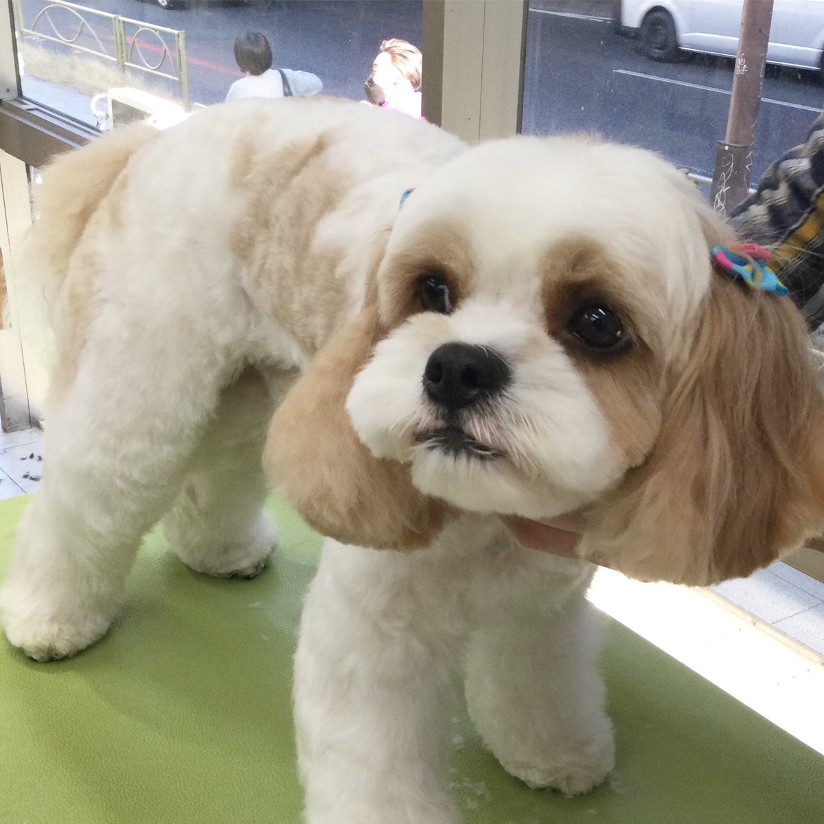 最近はいろんなミックスのワンちゃんがいますね。
さて、こちらの男の子は、キャバリアと何のミックスでしょうか？

#ケンネルスクール
#トリミングスクール 
#独立開業 
#社会人スクール 
#転職 
#トリマーで副業