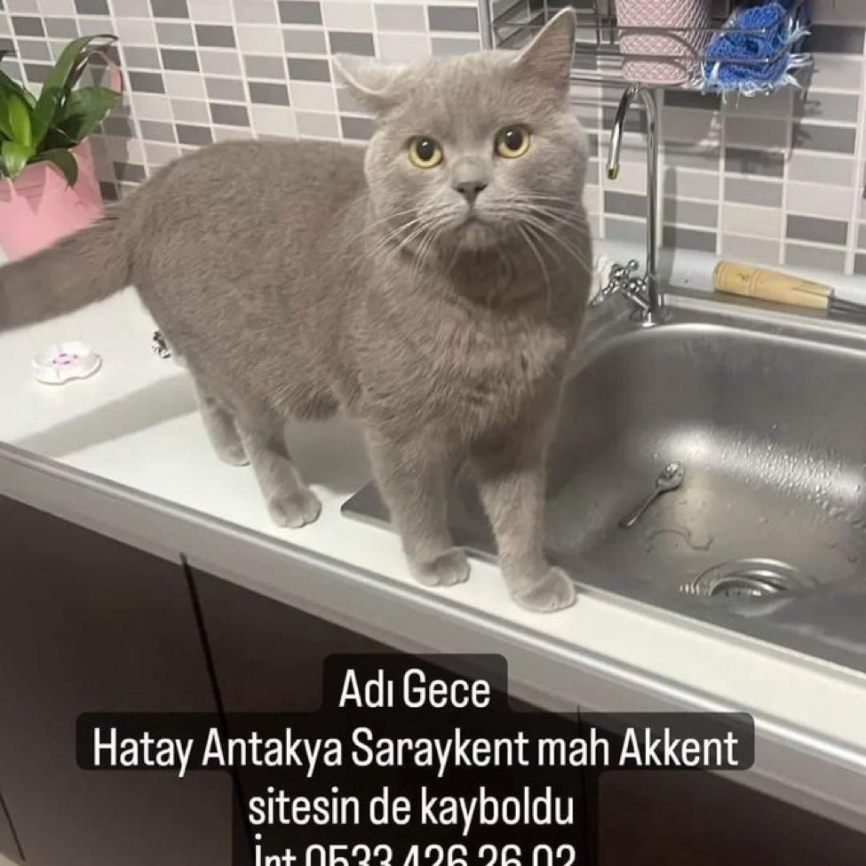 KAYIP #HATAY #ANTAKYA
Adı Gece
Cinsi british
Cipli
Antakya Saraykent mah Akkent sitesi ak 6 blok no 20
İrtibat Seval Denktaş
0531 797 05 89