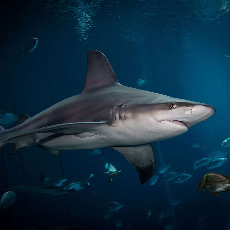 SharkiesOTD's tweet photo. ♡ Sandbar Shark 

⎯ This shark can grow up to 8 feet, and is known for its skin and dorsal fin. https://t.co/yGogO4l4US