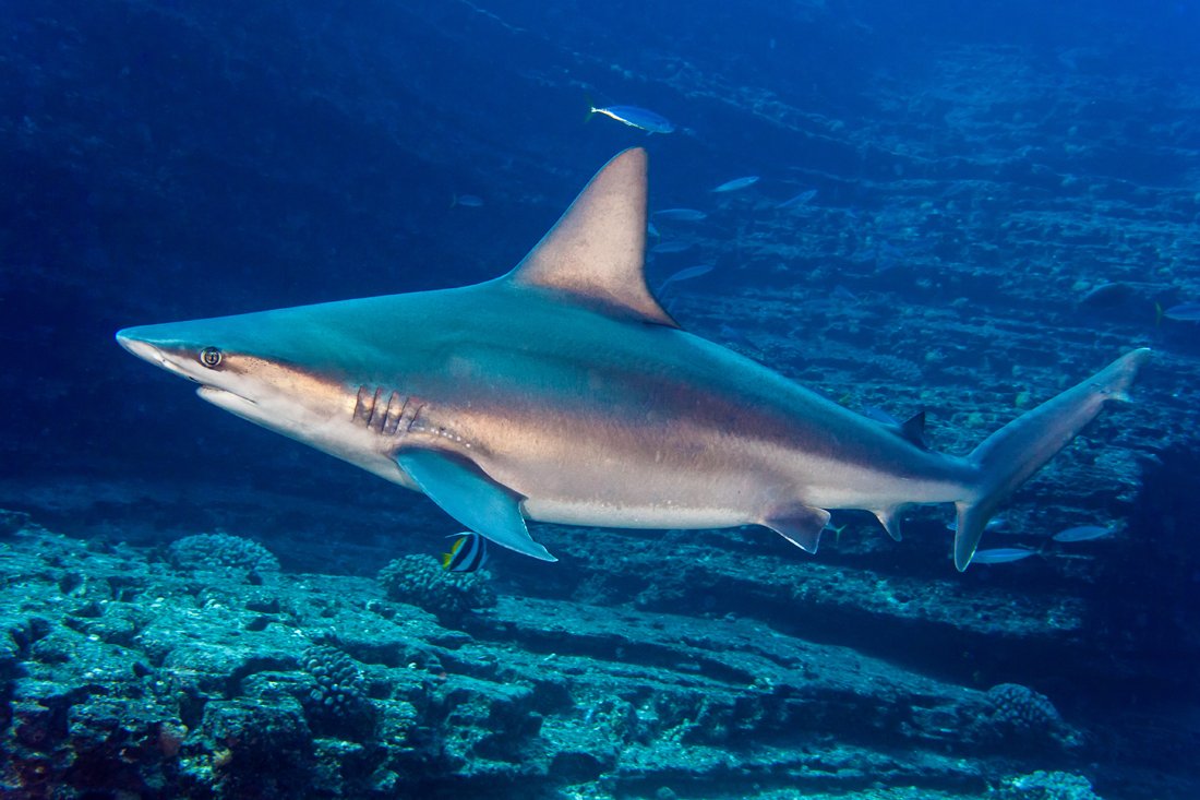 SharkiesOTD's tweet photo. ♡ Sandbar Shark 

⎯ This shark can grow up to 8 feet, and is known for its skin and dorsal fin. https://t.co/yGogO4l4US