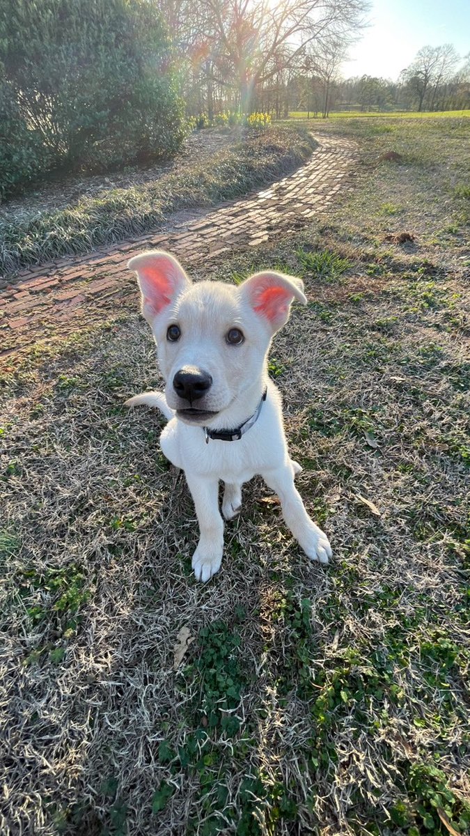 godsgapeach's tweet image. We got a new baby! His name is Chip. #AdoptDontShop #newpuppy