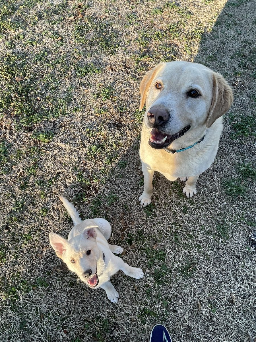 godsgapeach's tweet image. We got a new baby! His name is Chip. #AdoptDontShop #newpuppy