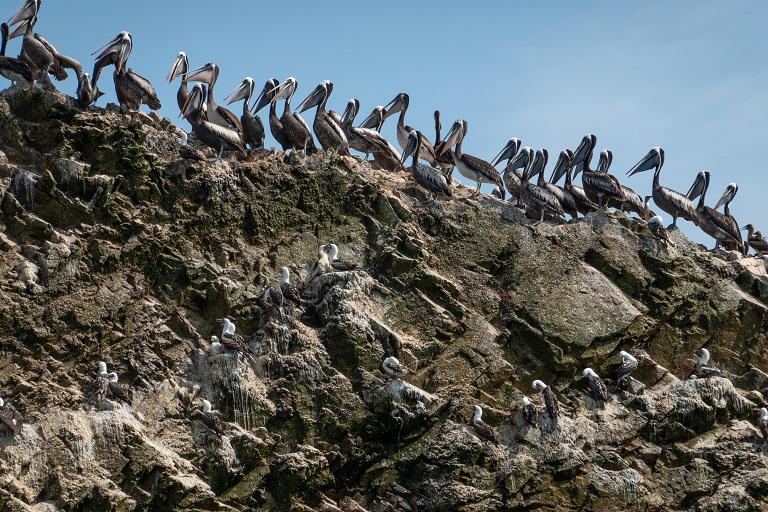 Mongabay on Twitter "H5N1, a highly pathogenic avian influenza virus