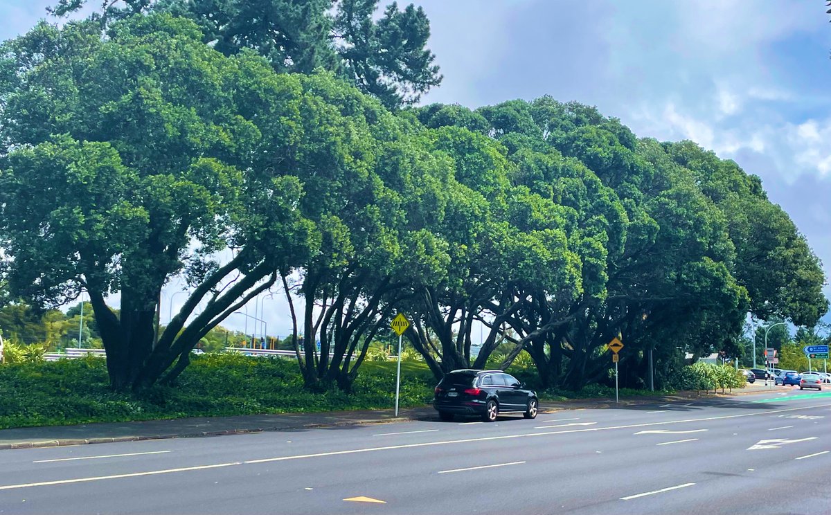 Eight years ago this very day, we were saved from certain destruction by a kind coalition of determined people.

And here we still stand – by your grace, at your service, breathing together. 🌳🌳🌳🌳🌳🌳

rnz.co.nz/news/regional/…

nzherald.co.nz/nz/six-giant-p…

cityvision.org.nz/news/waitemata…