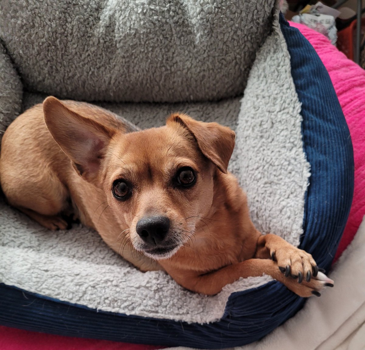 Lauriekoski's tweet photo. Can't stop taking pics of my adorable Ginger Pup!! #dogsoftwitter #dogs #dogsarefamily #doggie #pup #cutedogs #gingerpup #dogsarelove #puppylove #Dachshund #CHIHUAHUA #muttsoftwitter https://t.co/DQKhKOKbLv