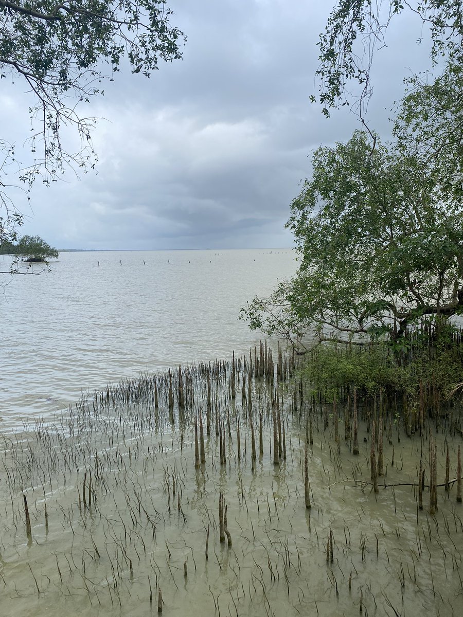 Songkhla Lake, here the lake is mildly brackish-freshwater but still some mangrove to be seen 🌿🌱 #mangrove