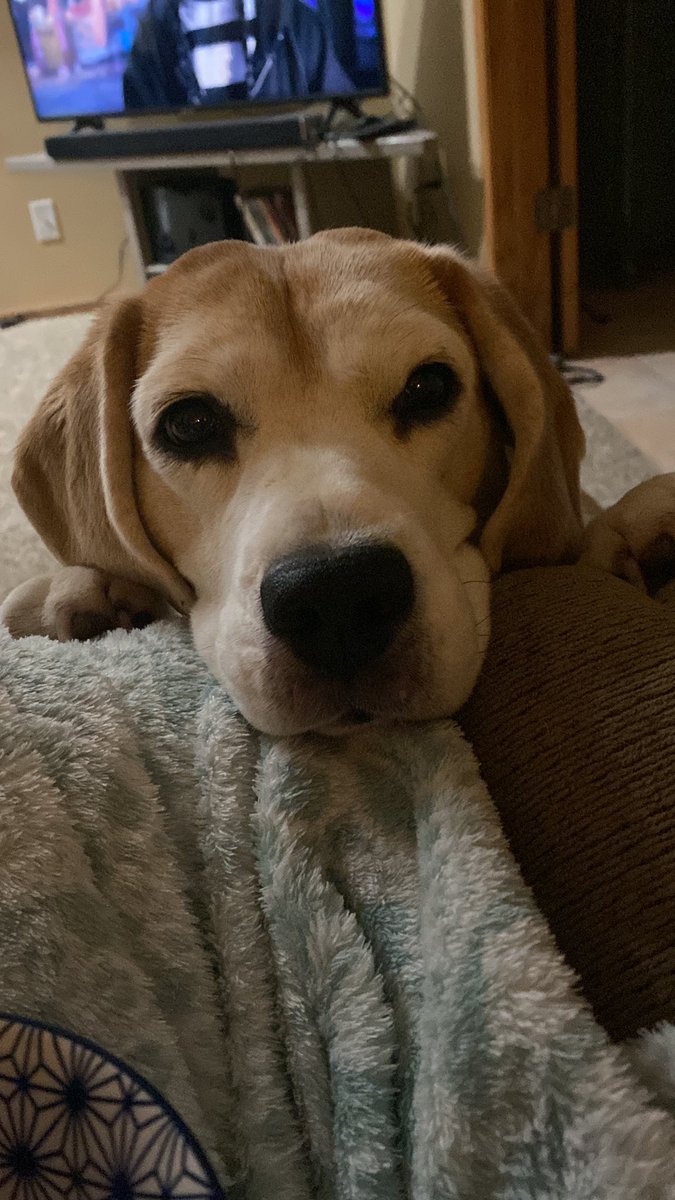RileyBeagle tweet media