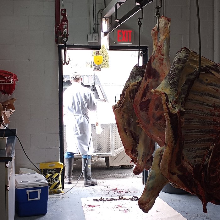 Productive Day. Two small beef this morning, a steer and heifer, weighing in at 580 lb. and 626 lb.
New client, just a five minute drive from our house.