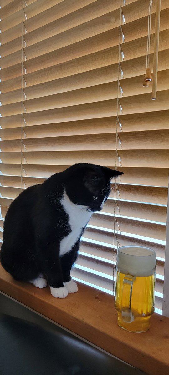 CruiseJake's tweet photo. @driftwoodbeer #fattugfriday (Friday is the name of the cat) https://t.co/nLcNXylScZ