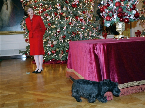 houndsofhope's tweet image. #Scottie Barney Bush gave America a dogs-eye view of the 
@whitehouse via a tiny camera! #FirstDogs #PresidentsDay