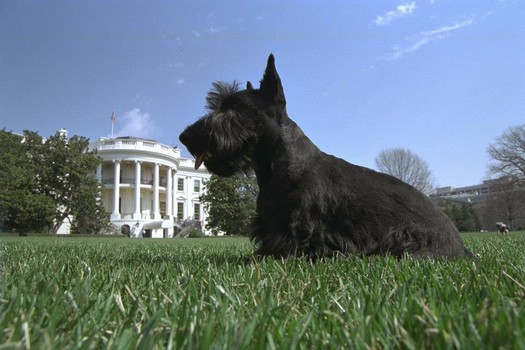 houndsofhope's tweet image. #Scottie Barney Bush gave America a dogs-eye view of the 
@whitehouse via a tiny camera! #FirstDogs #PresidentsDay
