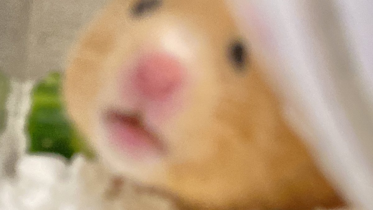 私ごとですが昨日、愛玩動物看護師の第1回国家試験を受けてきました✍️
遠征だったので早く帰ってモフモフしたい🫠💭