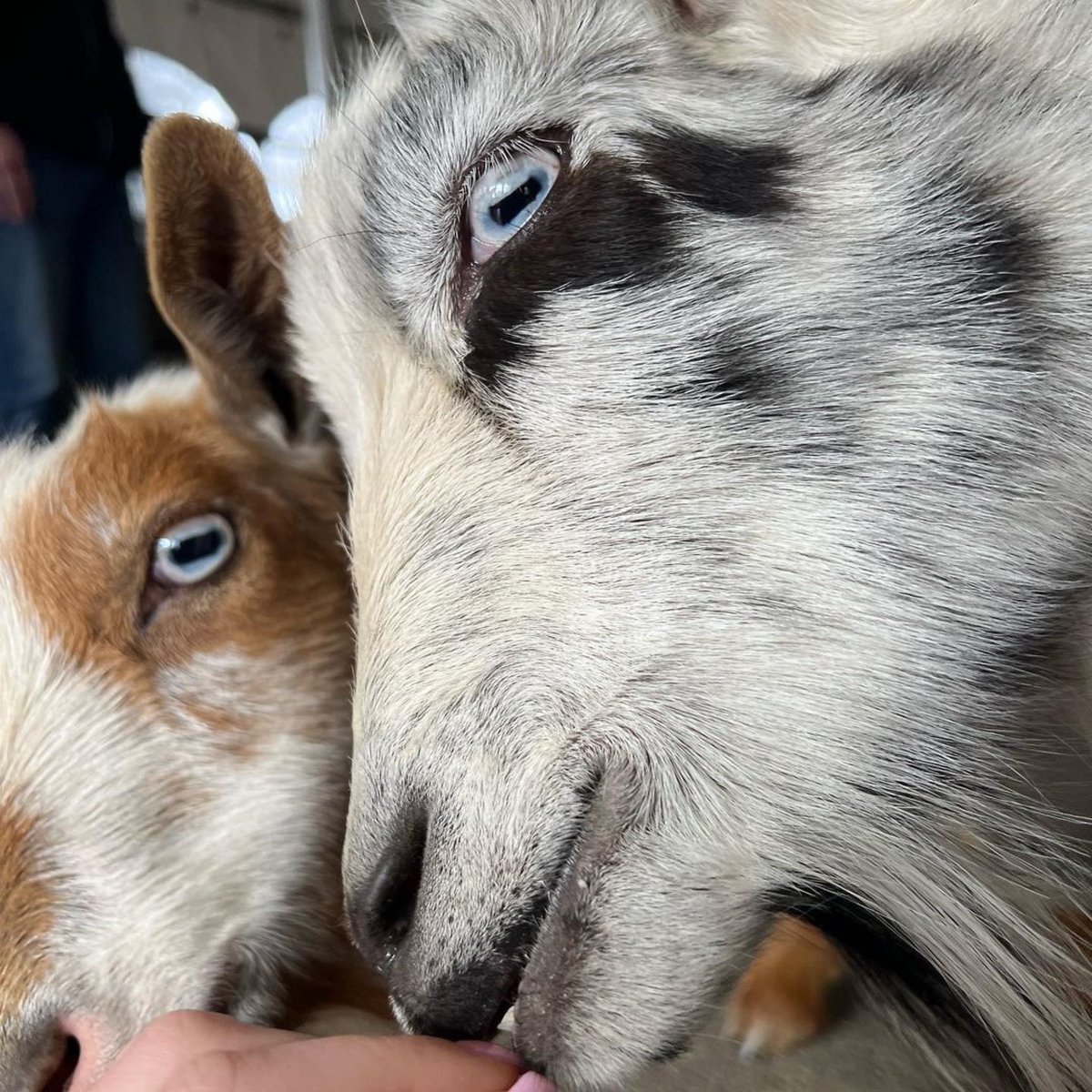 BearChaseBrew's tweet photo. Goat yoga today at @bearchasebrew with @clarke240 @bethawolfe and @walnutcreekfarmva!
📸: @peyclarke
#goatyoga #bearchasebrewery #bearchasebrew #bearchasebrewery https://t.co/0YPj9sHn2R