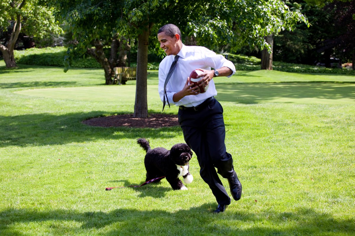 houndsofhope's tweet image. .@BarackObama's 
#portuguesewaterdog Bo starred in several children's books and loved playin football! presidentialpetmuseum.com/pets/bo/ #FirstDogs #PresidentsDay 
@MichelleObama