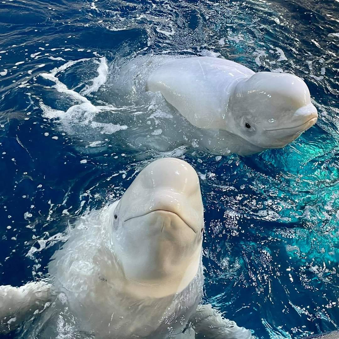 Sea Life Trust Beluga Whale Sanctuary are preparing Little Grey &amp; Little White for  their move ! Arn't they beautiful?  More sanctuaries must be established for all captive Whales and Orcas.