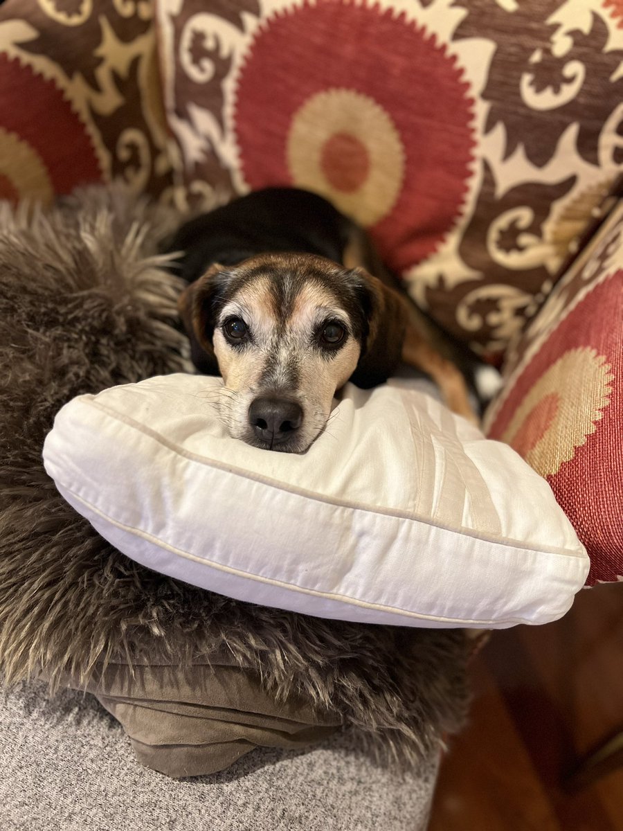 We’re senior pups! Say it ain’t so #seniorpupsaturday #beagles