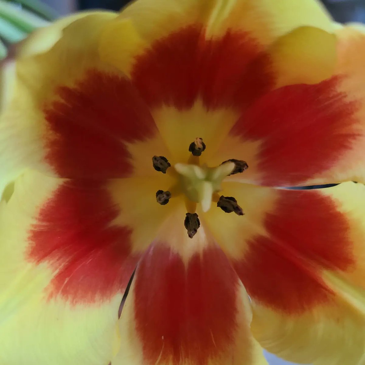 stephgray88's tweet photo. Today was a good recharge day: reading with the kitty, some fitness, #dogwalkingduty (heard a robin!), tulips from various angles, and a #dailysquirrel keeping an eye on things.

How do you recharge?

#breathe #keepcalm #gooutside #dailytulip https://t.co/4OdSEsDTi6