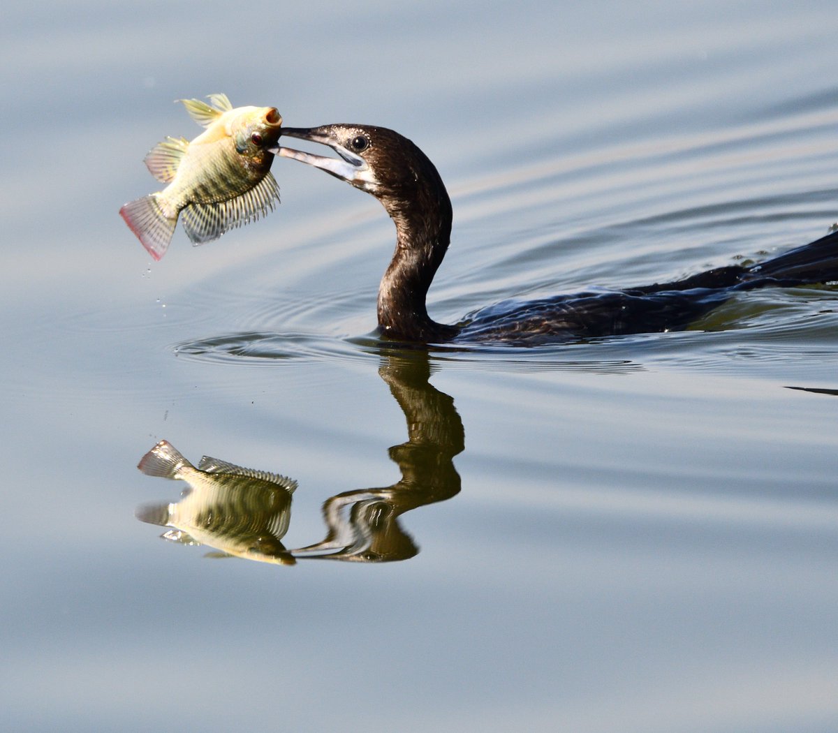BirdingFair's tweet photo. @DonnaRiddell10 Little Cormorant having a feast in my area - Jaipur, India. Welcome. https://t.co/y6qQFhsxpX