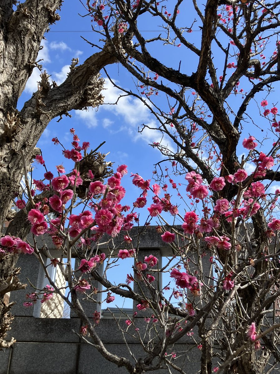 #大國神社⛩  #駒込  #お弁当店頭販売
 #手しおごはん玄  #梅開花  #春  #あなたの街の定食屋