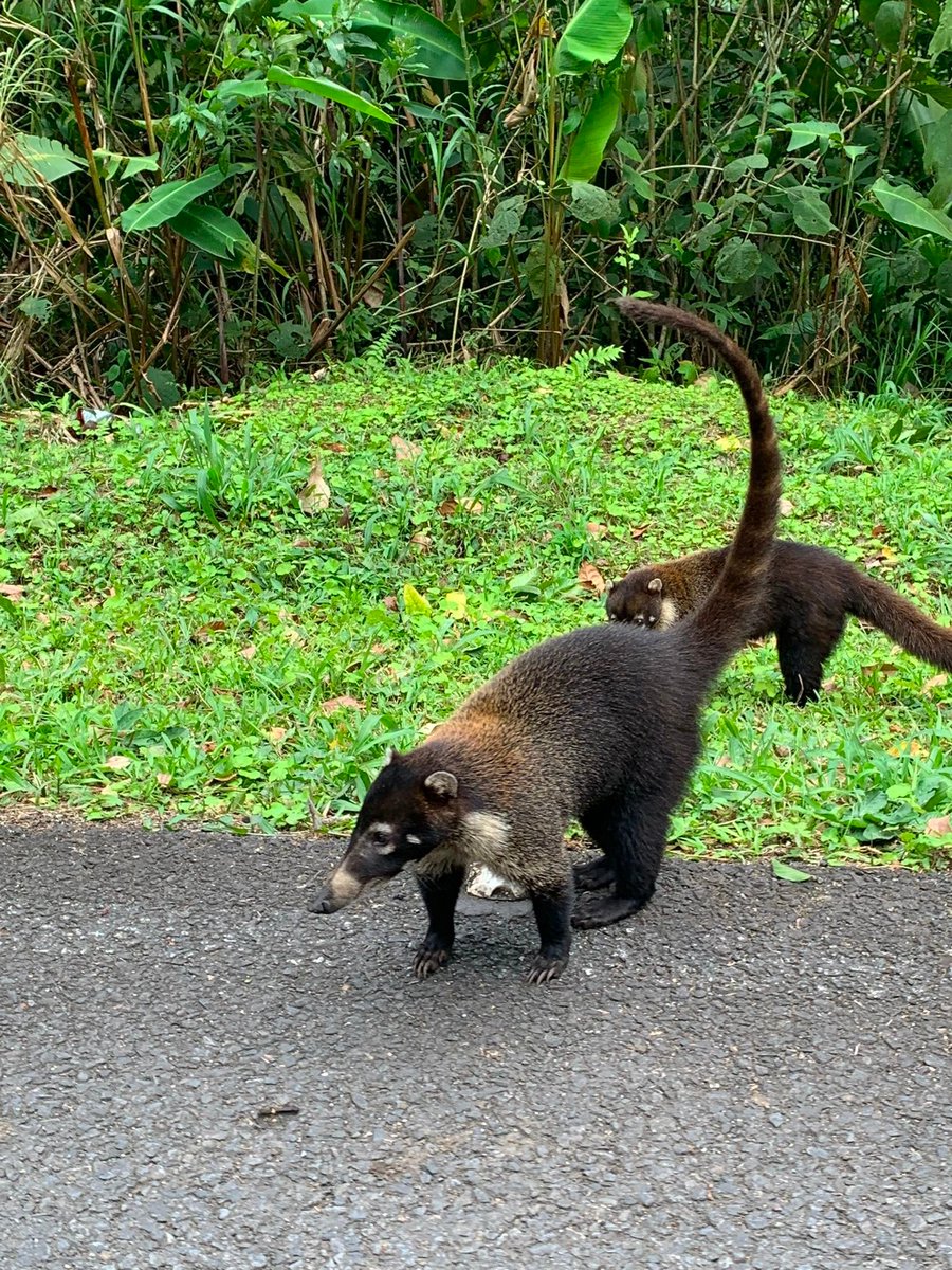 cripto_punk's tweet photo. A big family of White Nosed Coati (Pizote)
#CostaRica #Arenal #pizote https://t.co/DcxIjcDLQ2