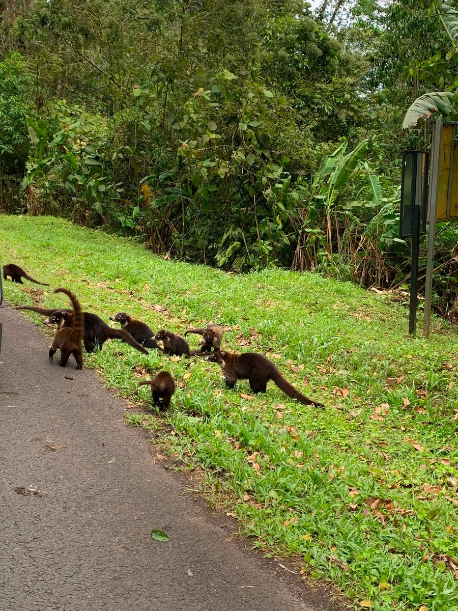 cripto_punk's tweet photo. A big family of White Nosed Coati (Pizote)
#CostaRica #Arenal #pizote https://t.co/DcxIjcDLQ2