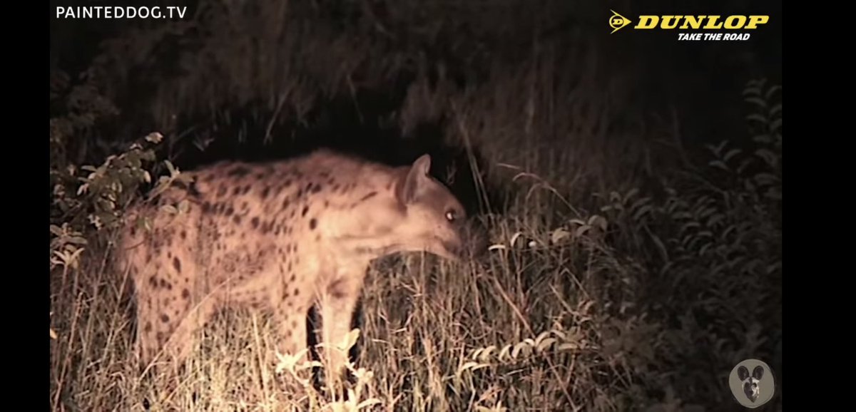 Those trademark eyes of curiosity. Melomum’s sub-adult offspring (sex undetermined) on a recent live Private virtual safari with @BrentLeoSmith on Pridelands. #EcoTraining #PaintedDogTV #PDTV #PridelandsConservancy