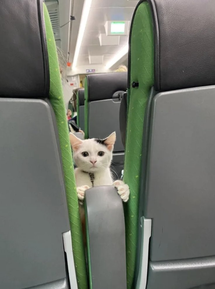 Todo Dia Gatinhos 🐾 tweet media