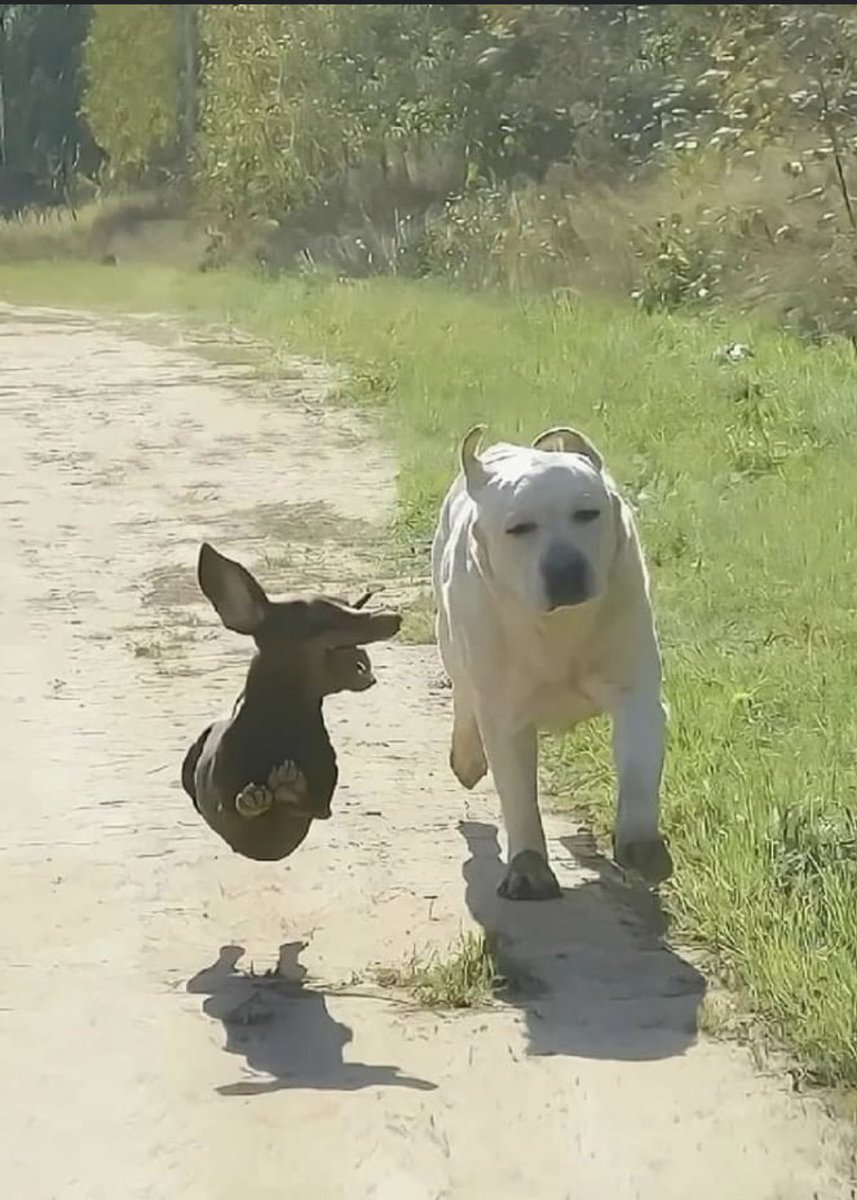 DawgsView's tweet photo. I love running with my friend 
Woof https://t.co/XjtiAp7f5E