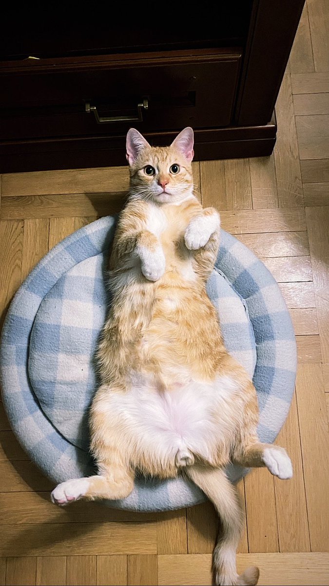 DickyBlinders's tweet photo. @austin_visual 🐈 https://t.co/qArPEzxCNC