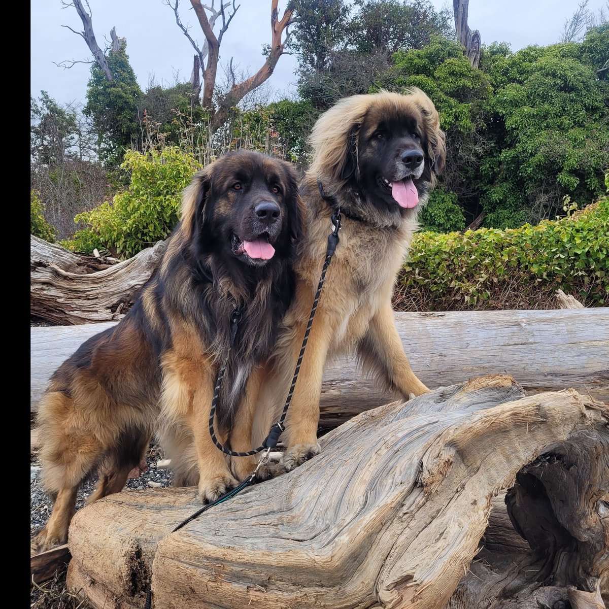 Sunday funday #Island #camano #DogsofTwittter