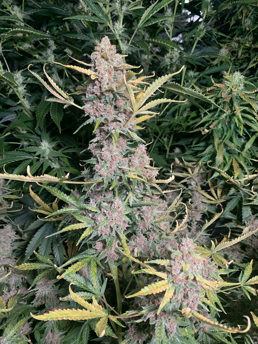 _GWG__'s tweet photo. Lemon autoflower seeds from @PacificSeedBank #moretocome https://t.co/cr0g0PlIjR