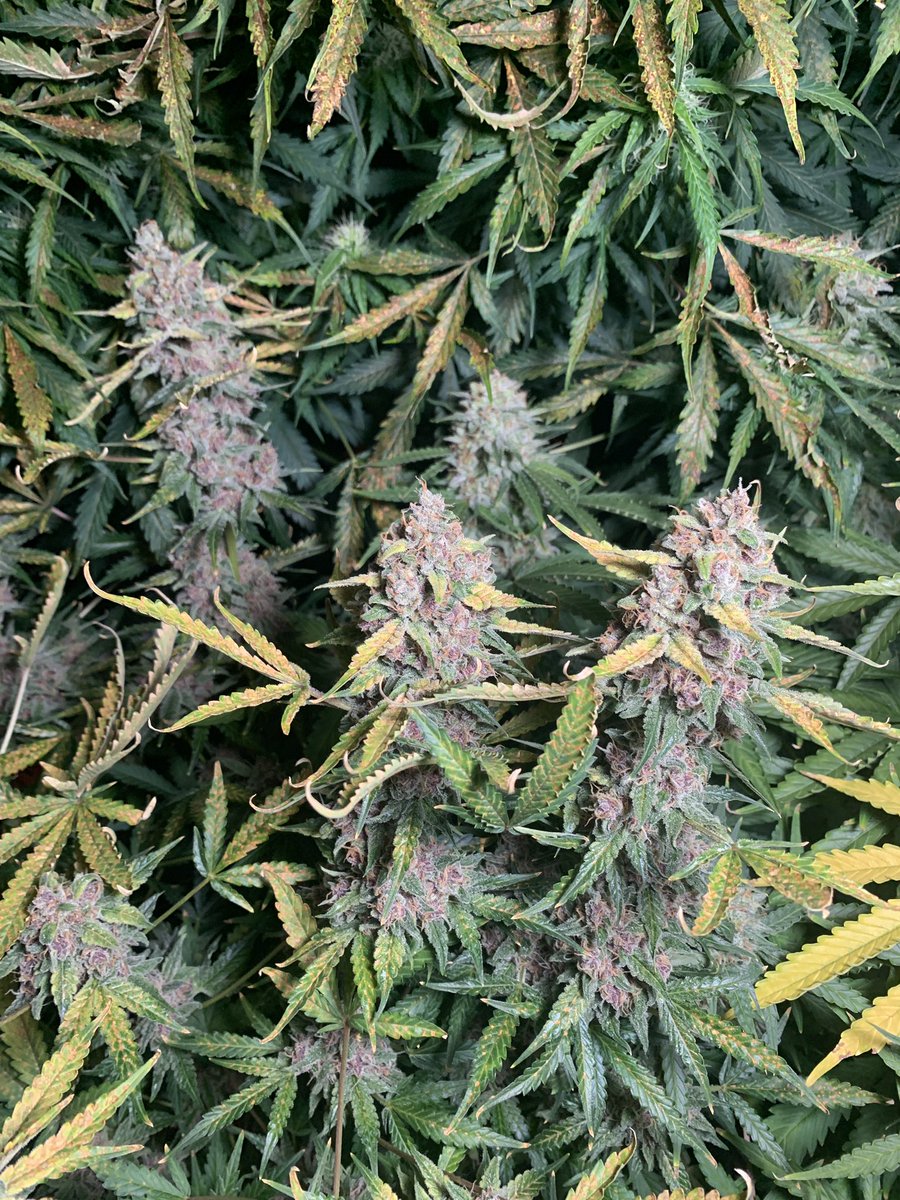_GWG__'s tweet photo. Lemon autoflower seeds from @PacificSeedBank #moretocome https://t.co/cr0g0PlIjR