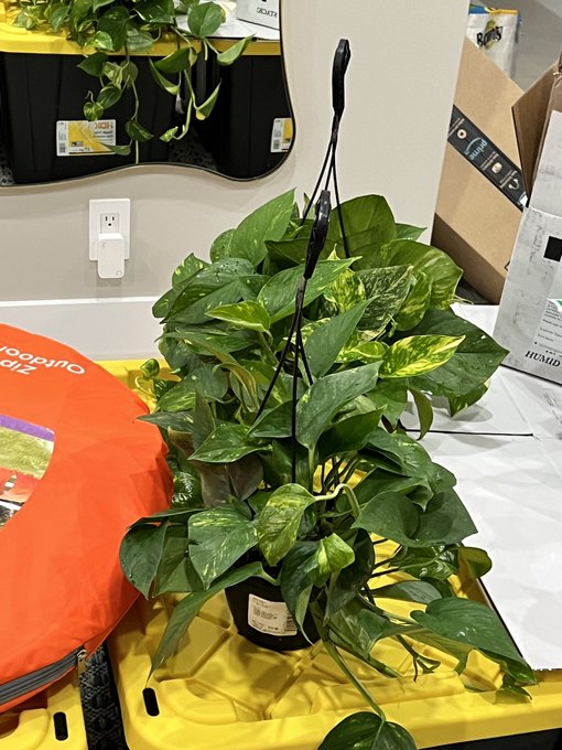 4 pic. I feel I have had so much loss in the past 6 months so today I went and got plants to fill my