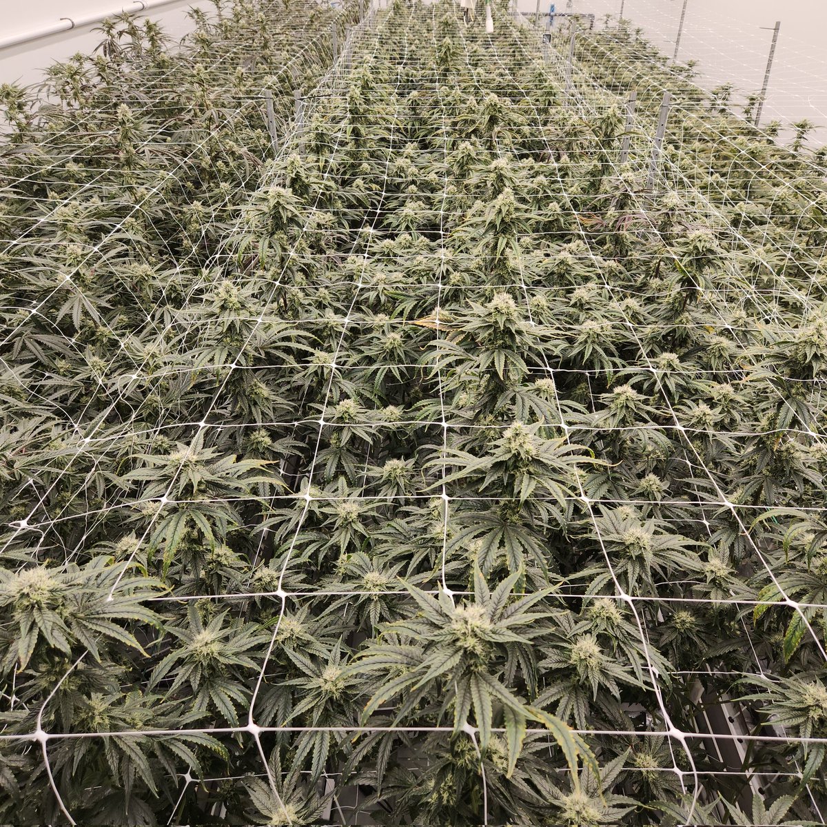 CrecerGreenLabs's tweet photo. Looking out over the canopy at #Cookies grow/production and manufacturing facility in central Florida. Once complete the facility will be in excess of 400,000 sq ft of indoor footprint!🚀🚀🚀

#OctaneCannabis 
#CookiesFlorida
#FloridaCannabis https://t.co/5zBBZAykkT
