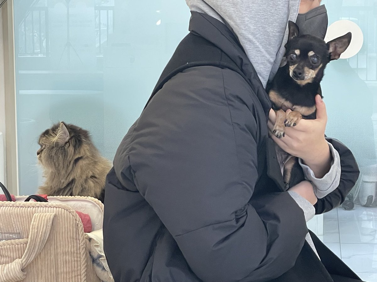 왤케… 내가 강아지 인고 있음 강아지 도둑 같어