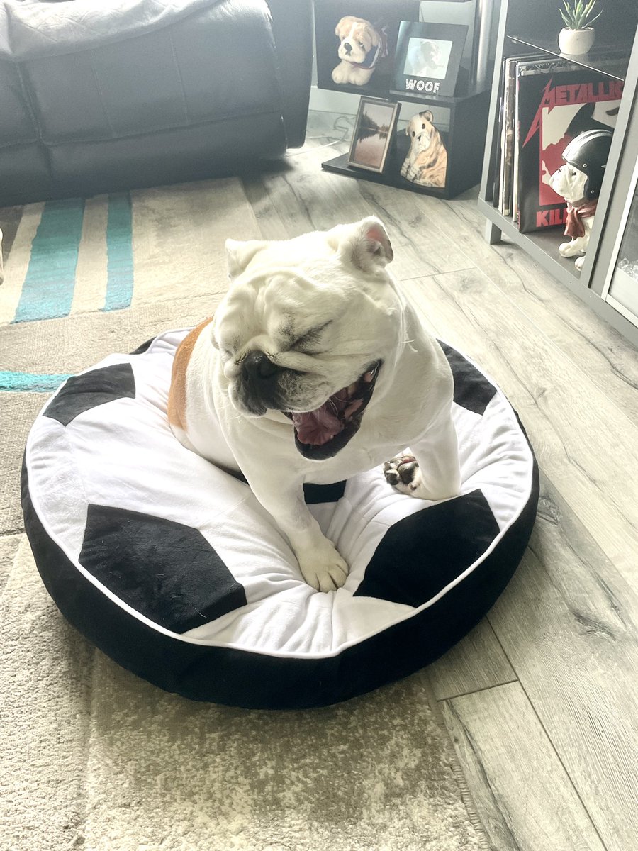 Nugget hasn’t slept in any of her beds since she got cancer. 
I’ve washed them lots but nope, so I donated them &amp; started buying new ones 🤭😳 one will arrive after her b-day &amp; this one I saw today &amp; had to buy it cause….well it’s a soccer ball ⚽️ &amp; it’s Nugget ❤️🥰 #cancersucks