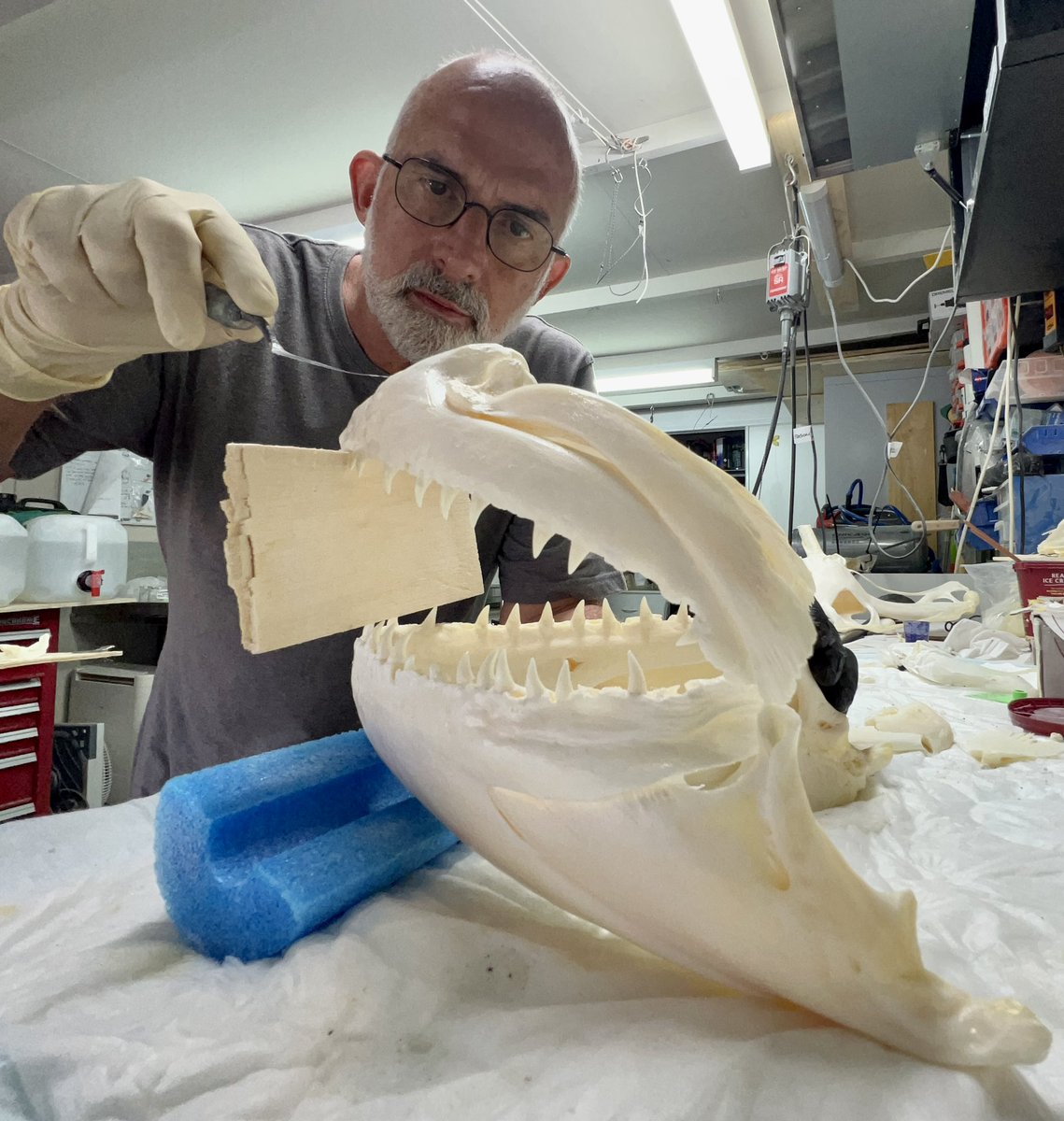 simondema's tweet photo. Gluing the top jaw to the bottom and filling in cracks and holes in this Dogtooth tuna jaw #elasmomorph #tuna #dogtoothtuna https://t.co/iY7N58ECLx