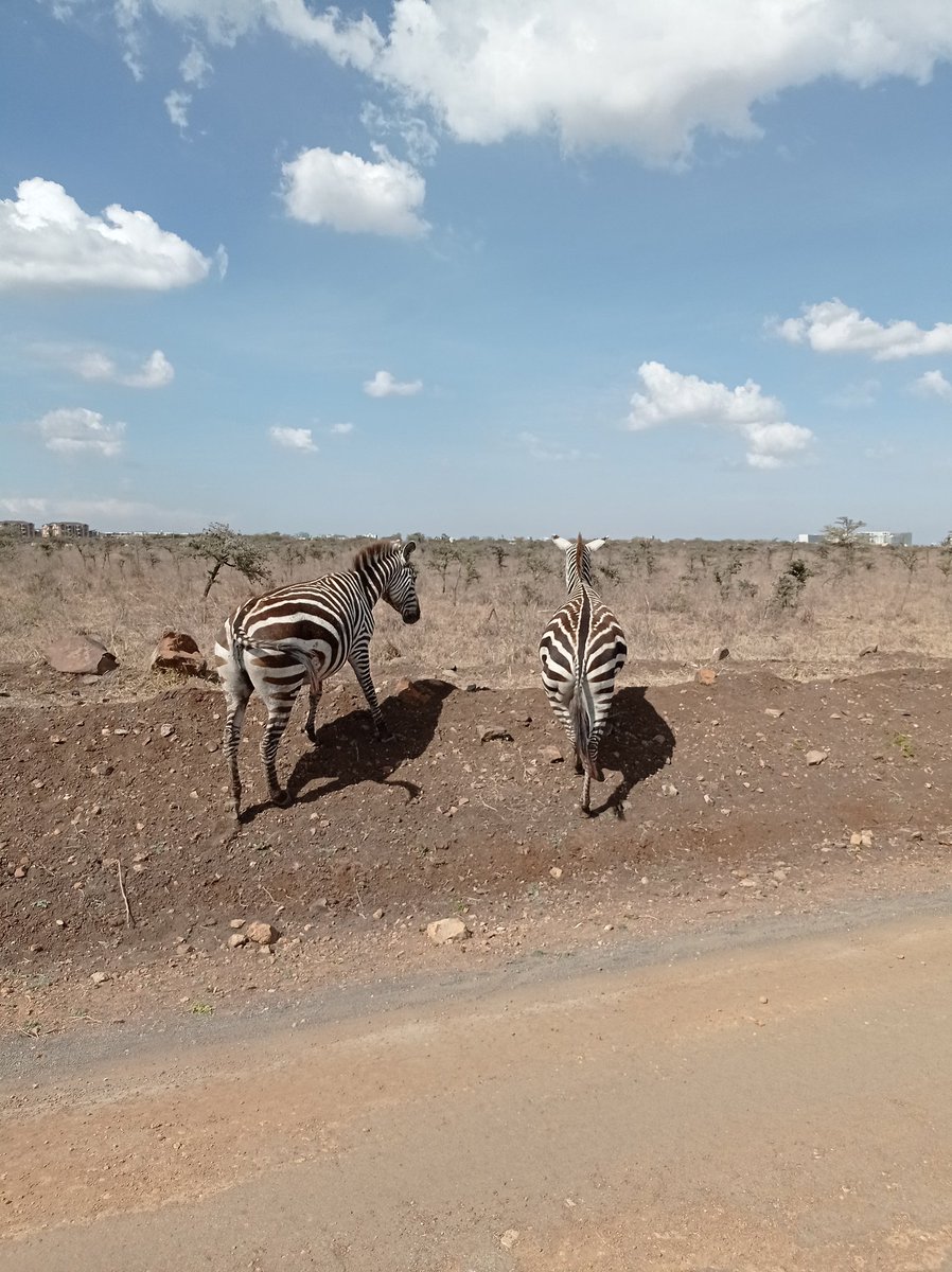 MatundaPhoebe's tweet photo. 1/3 #ClimateChange is real and is affecting us all in one way or the other, the dry season/drought is a result of Climate Change &amp; parks &amp; wildlife have been affected by insufficient water &amp; pasture &amp; there is a need to mitigate the adverse effects of the drought #ClimateAction https://t.co/vt2fHIV6zd
