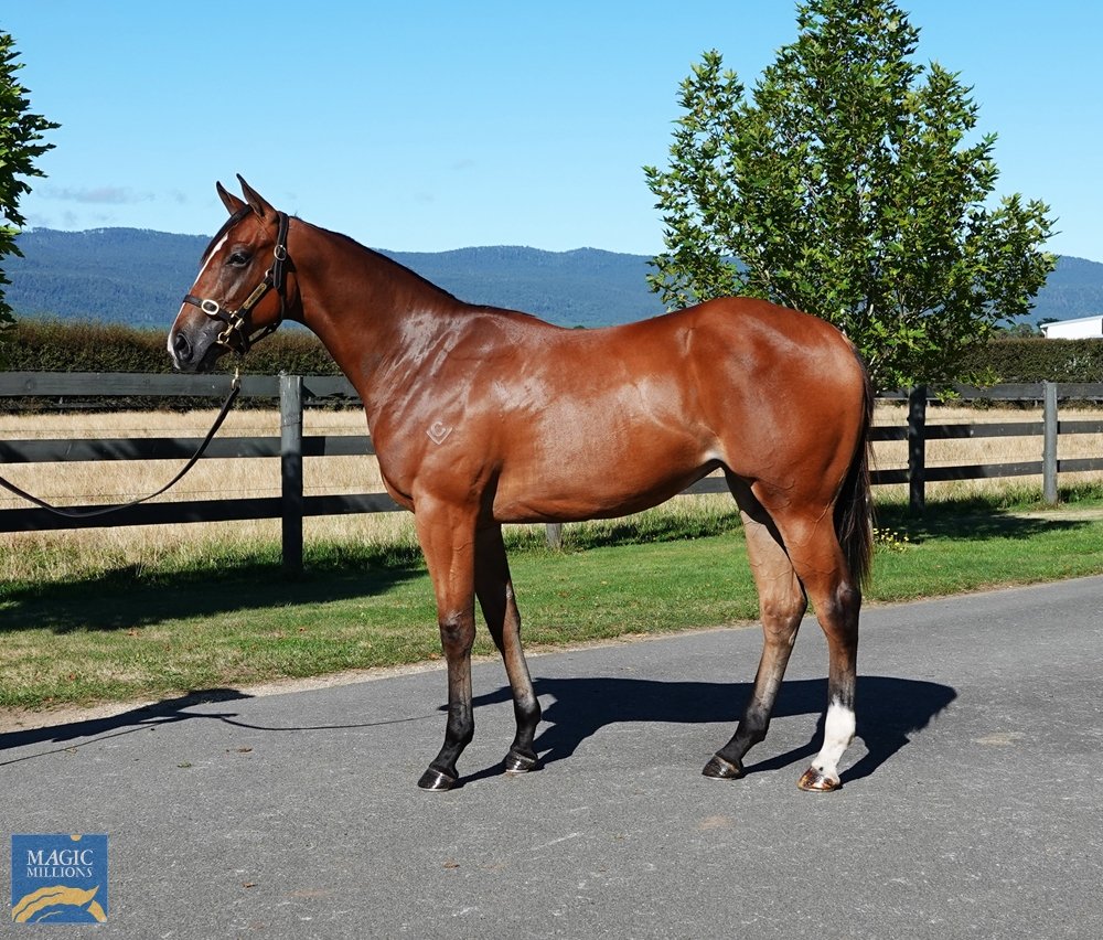 RBloodstock's tweet image. From the second crop of Snitzel's juvenile stakes-placed Stratosphere, @StarTbreds purchases @grenvillestud's half-sister to the multiple stakes winner Turk Warrior, a winner of yesterday's @mmsnippets 3 &amp;amp; 4YO Classic for $105,000 at the MM Tasmania yearling sale.