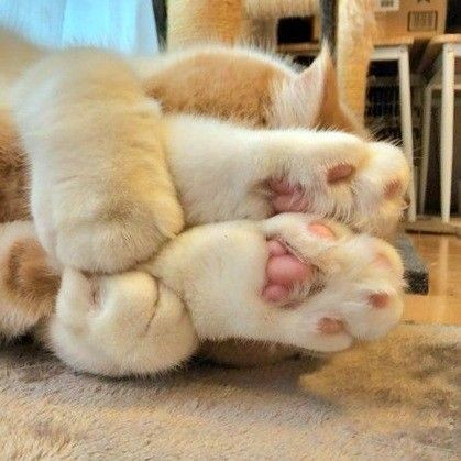 cats being weird little guys 👅 tweet media