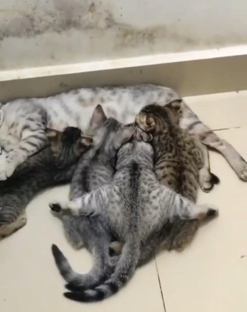 weirdlilguys's tweet image. 