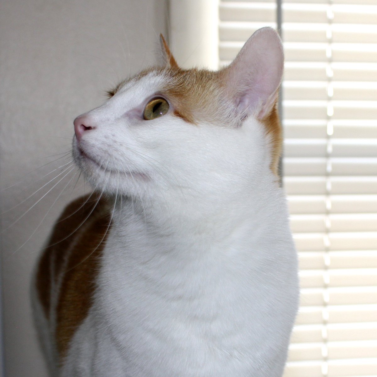 amazexiu's tweet photo. IF SOMEONE SAID HE'S NOT A CAT,THEN WHAT IS THIS? https://t.co/f593LL9lXE