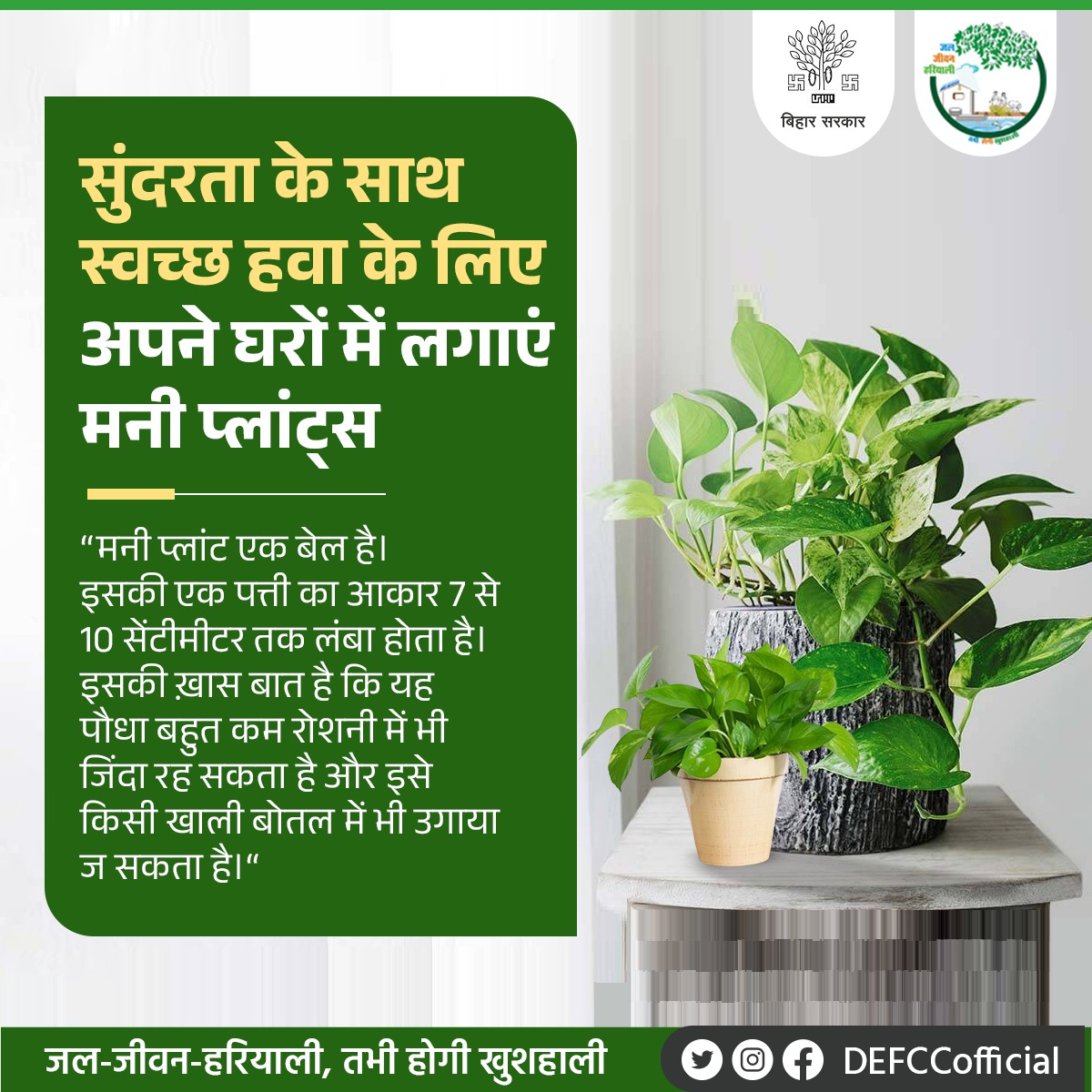 DEFCCOfficial's tweet image. मनी प्लांट्, एक ऐसा हाउसप्लांट्स है, जिसके जरिए हम अपने घरों की हवा को शुद्ध रख सकते हैं। इसमें वायु में मौज़ूद कार्बन डाई ऑक्साइड को ग्रहण करने की क्षमता होती है  1/1 #HousePlant #MoneyPlant @IPRD_Bihar @TejYadav14 @bsi_moefcc @akash_mithu @tarunwords @moefcc