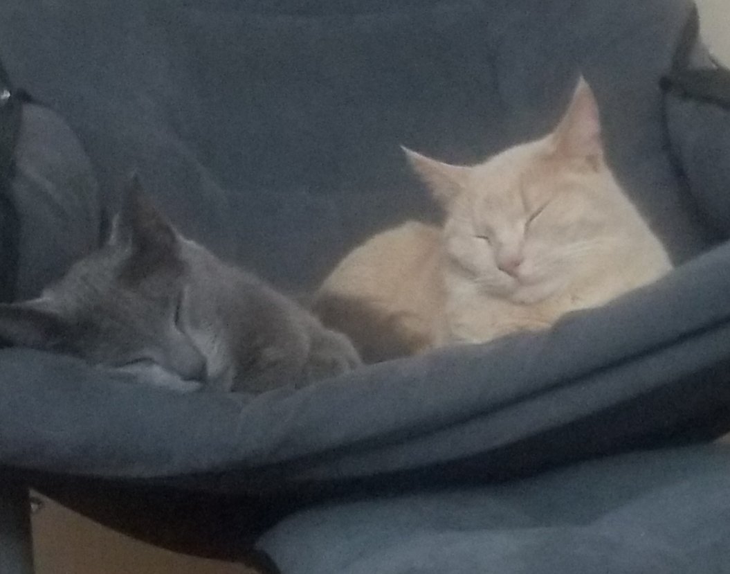 dick_feeling's tweet photo. look at these guys https://t.co/XxKYcLvuaX