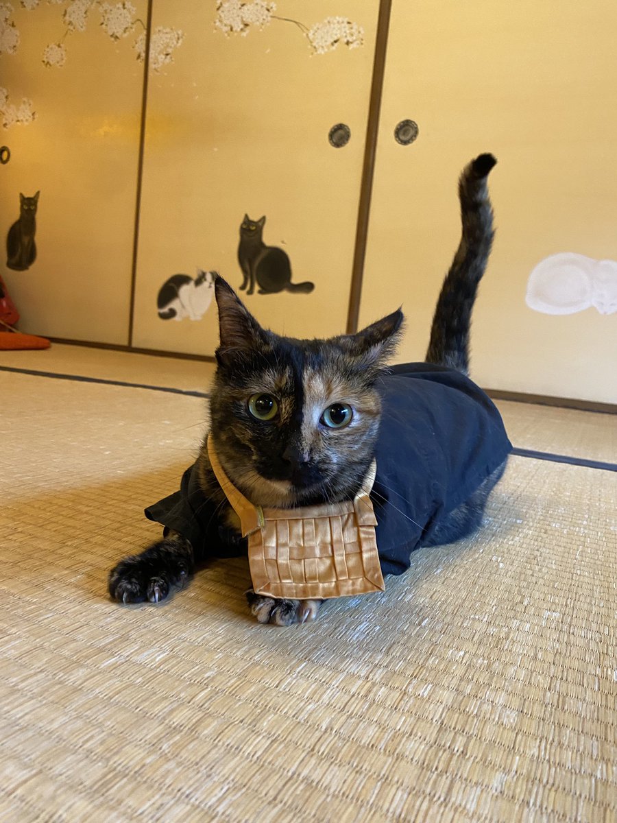 osamutabuchi's tweet photo. 〜珍の珍道中〜
19日、#猫猫寺 にて珍住職のお勤め日
サプライズで美ちゃん。
、
いろんな方に触れていただき、
感にゃ、感にゃ🐱
2023-2.19
.
#猫猫寺 
#猫猫寺開運ミュージアム 
#珍の珍道中 
#珍住職 
#猫のいる風景 
#京都観光 https://t.co/1CGNBcYaqg