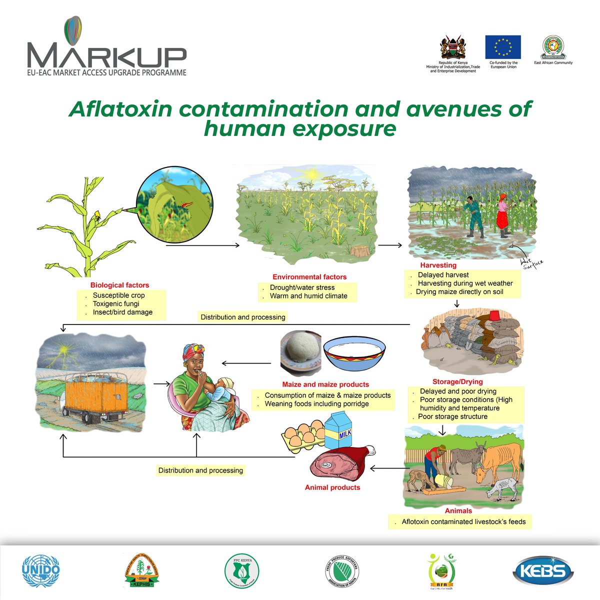 What avenues are human beings exposed to #Aflaroxins? @markupkenya @UNIDO_Kenya @KEBS_ke @kenya_afa @EUinKenya @uonbi @kilimoKE