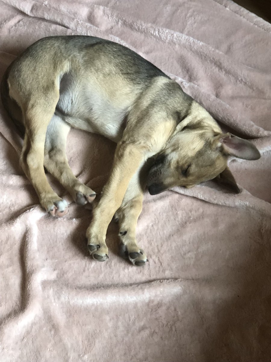 Hi everyone. Been a while since mummy posted. I have a new little sister called Elsa. I’m not very happy about it.