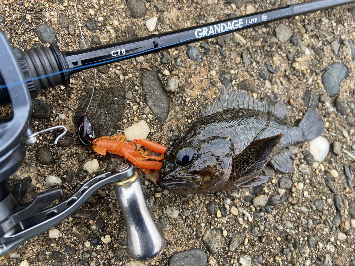 wocadaaa's tweet photo. デイゲームのメインターゲット🐟
潮位が低いタイミングで水深がある場所に移動して行くにつれ、バイトが濃くなっていく🔥

#apia #grandagelite C76
#daiwa #zillionsvtw 
#slpworks #rcs1012g1sv 
#xbraid 
#junglegym #beanssinker 
#baitbreath #rushcraw
#gamakatsu #theorize 

#釣り #fishing https://t.co/CaEVPSw6nN